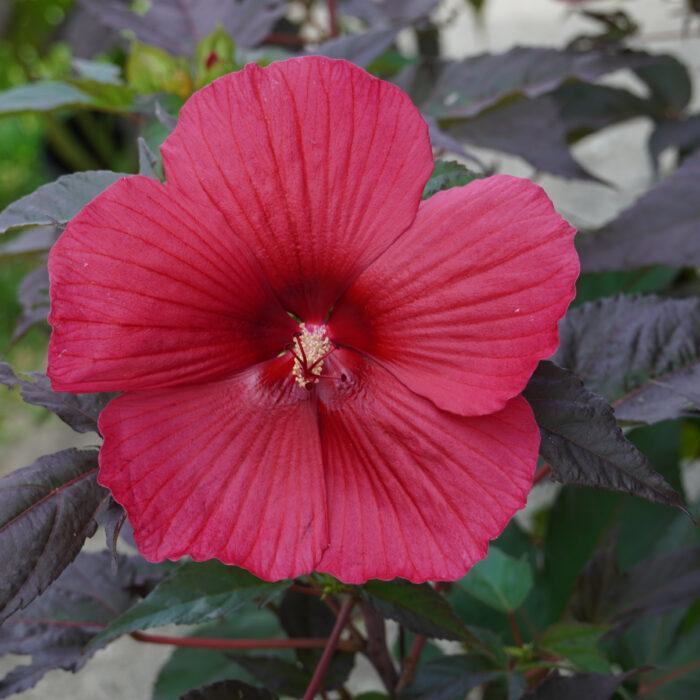 Hibiscus x Moonshadow™ Moonshadow™ Morella