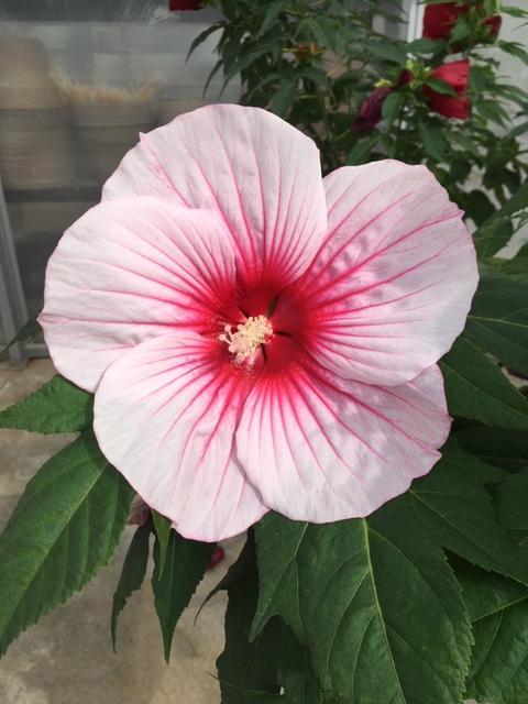 Hibiscus x Moonshadow™ Moonshadow™ Rosita