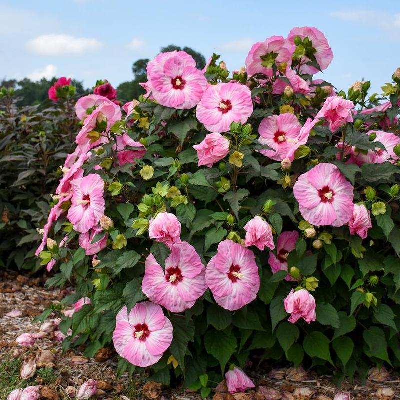 Hibiscus x Summerific® Spinderella