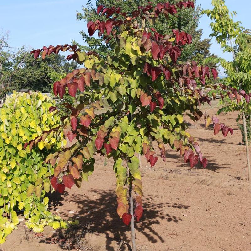 Cercis canadensis NC2016-2