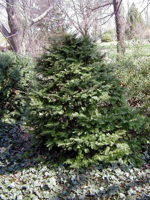 Taxus cuspidata 