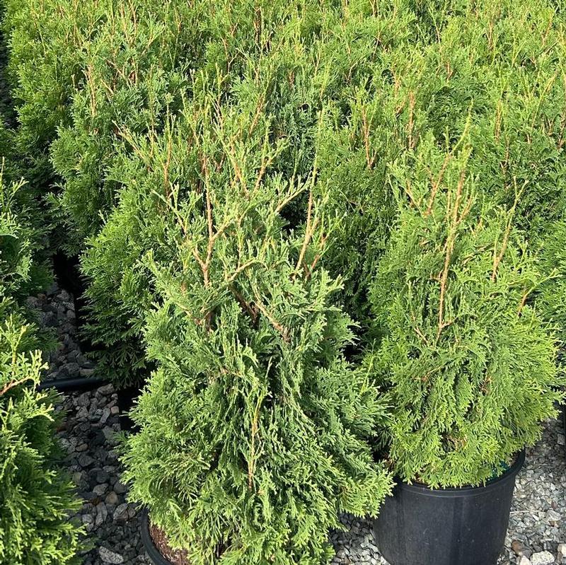 Thuja occidentalis Skinners