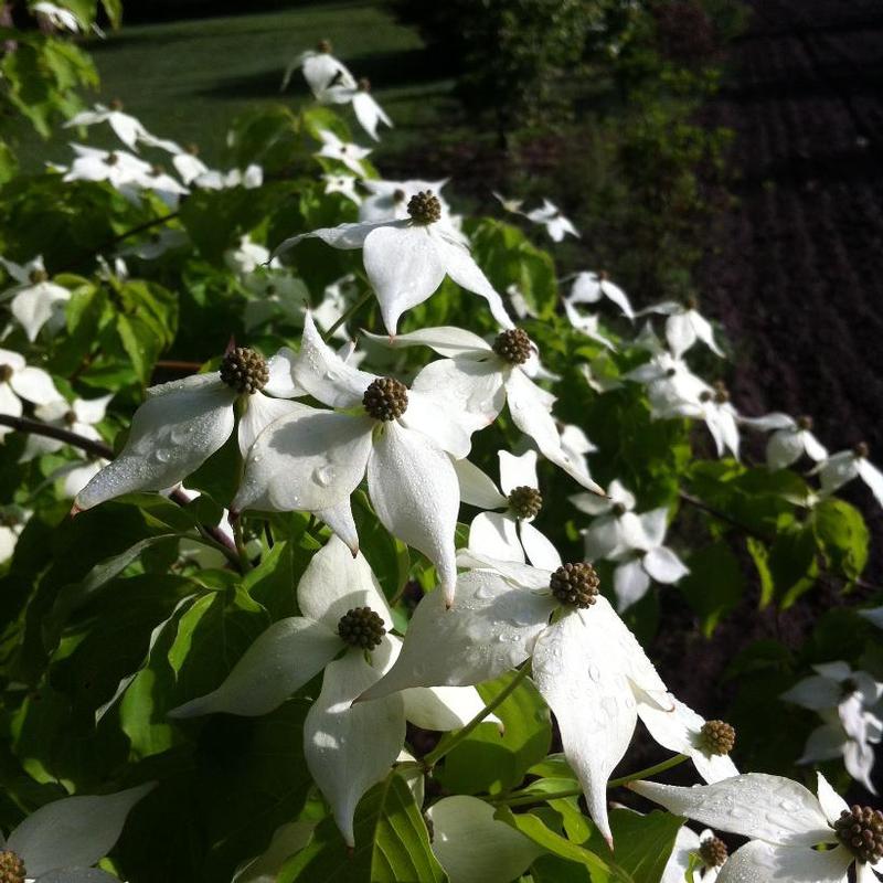 Cornus kousa var. chinensis 