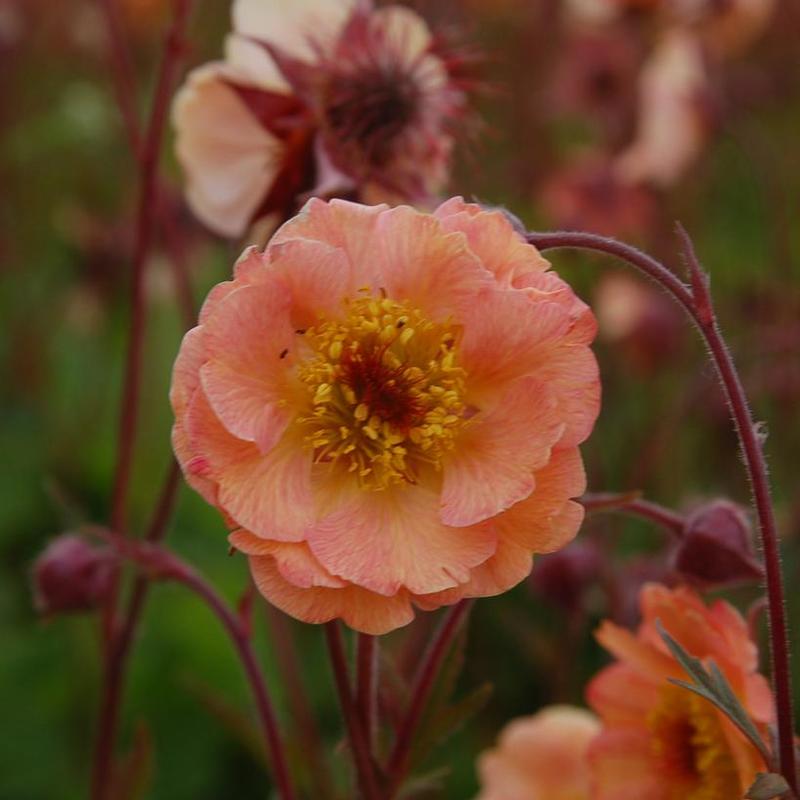 Geum Cocktail™ Mai Tai