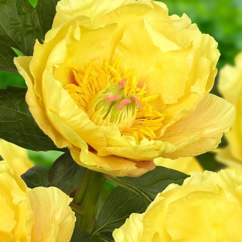 Paeonia Itoh Garden Treasure Intersectional Peony From Antheia Gardens