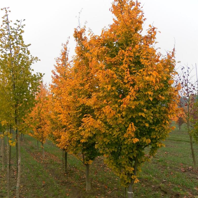 Parrotia persica Chrishaven 1