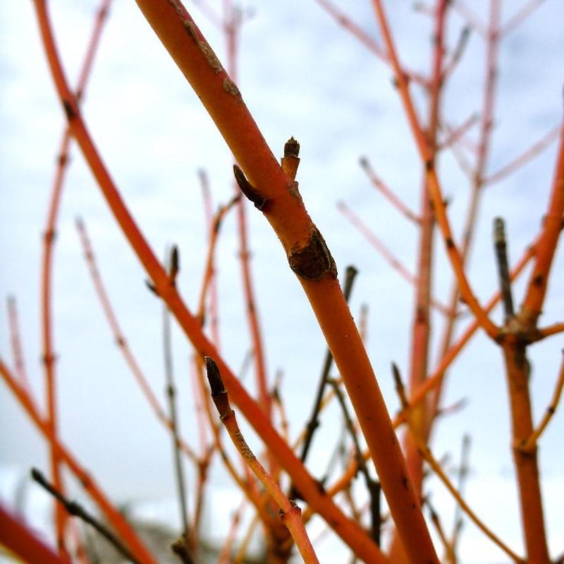 Cornus sanguinea Winter Beauty