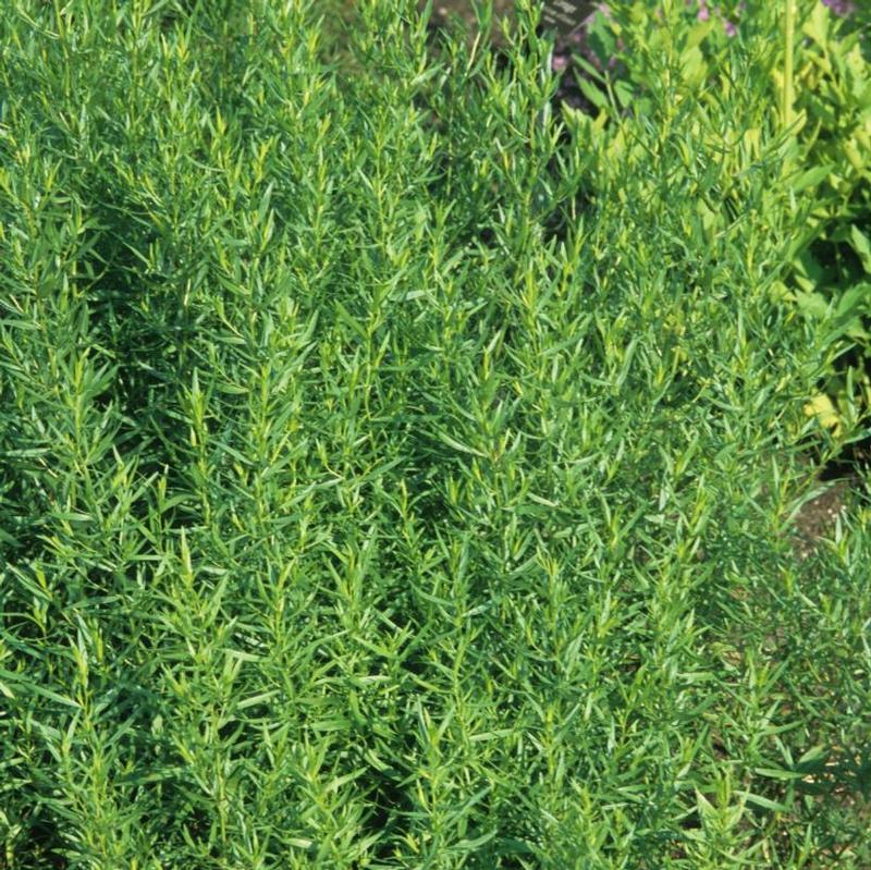 Artemisia dracunculus 