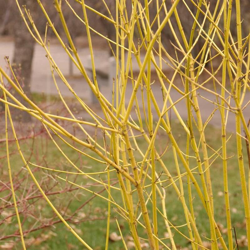 Cornus sericea Flaviramea