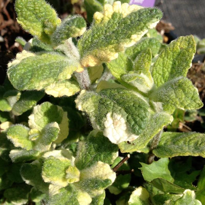 Mentha suaveolens Variegata