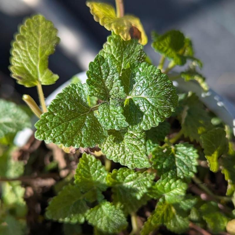 Melissa officinalis 
