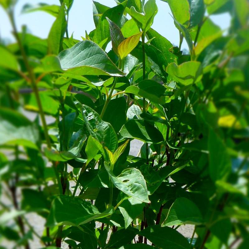 Cornus sericea 