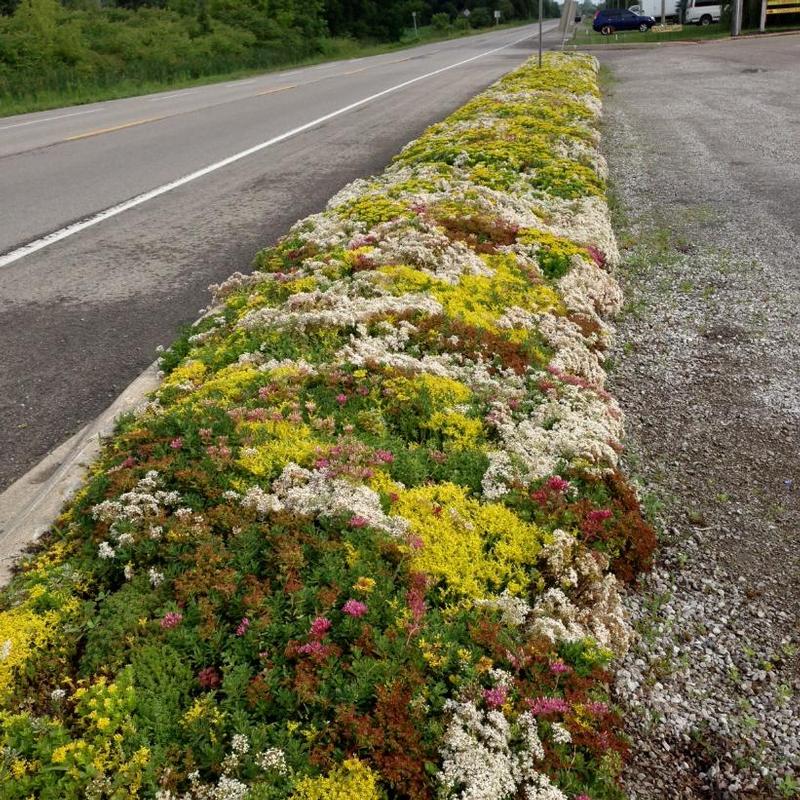 Sedum Vegetation Mats x Mixed Species 