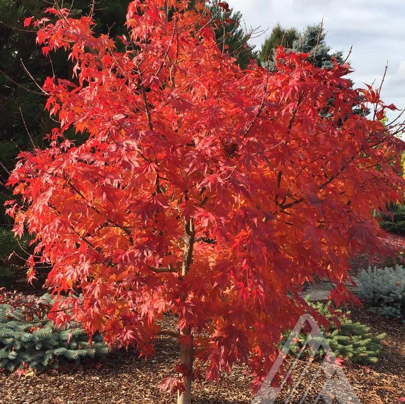 Acer x pseudosieboldianum Pacific Rim® IsIFinFi