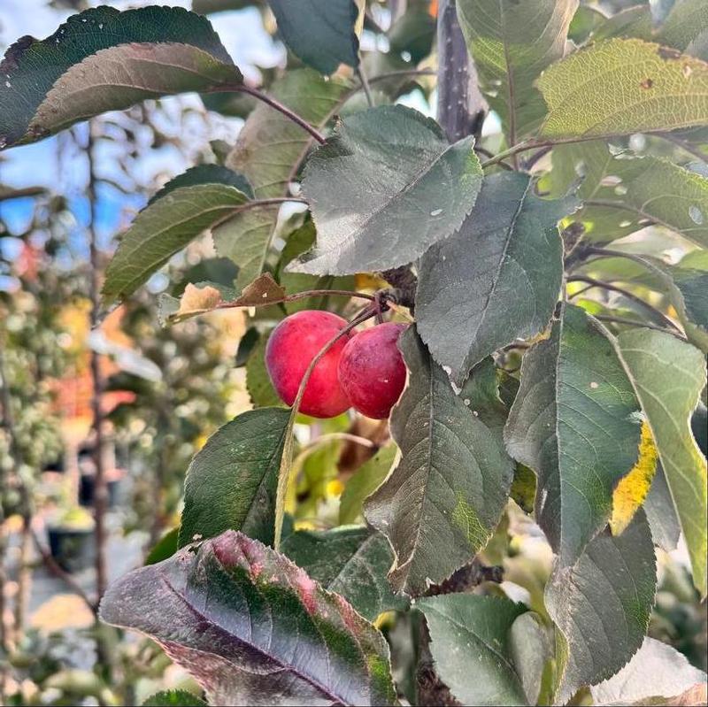 Malus Jefspire