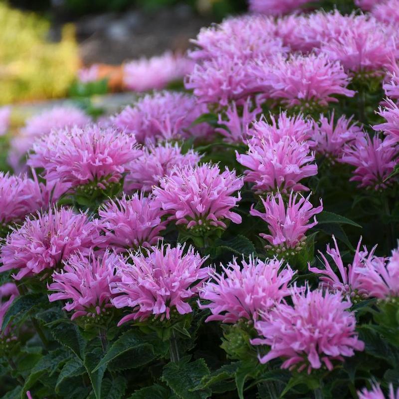 Monarda didyma SugarBuzz Pink Frosting