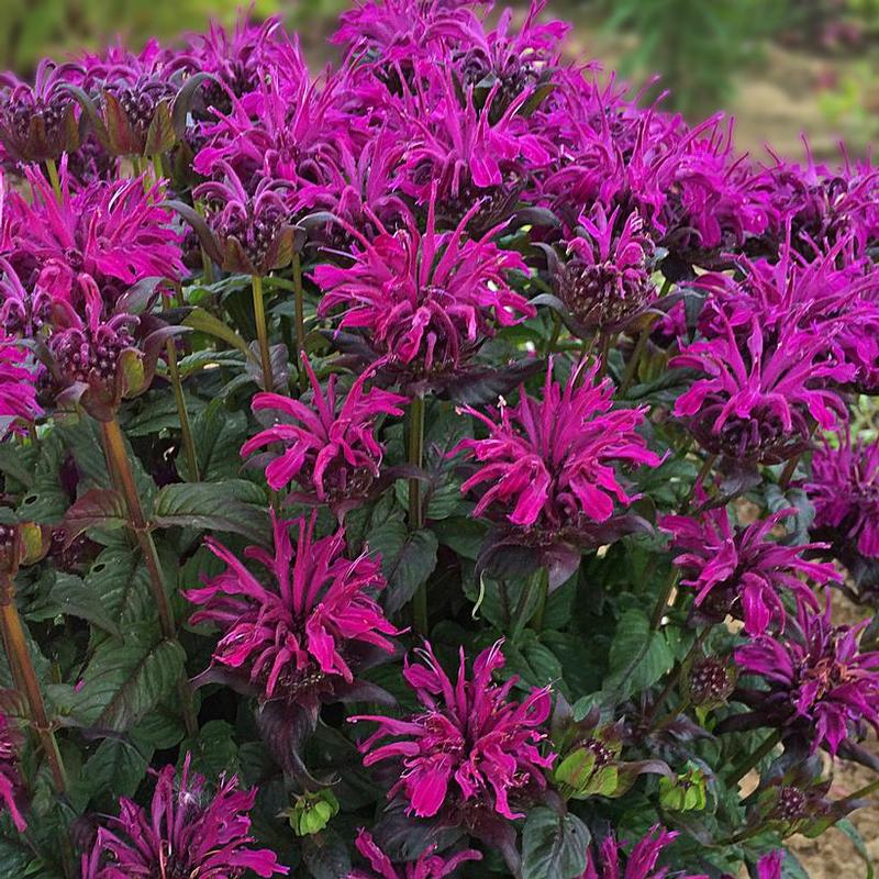 Monarda didyma SugarBuzz Rockin' Raspberry