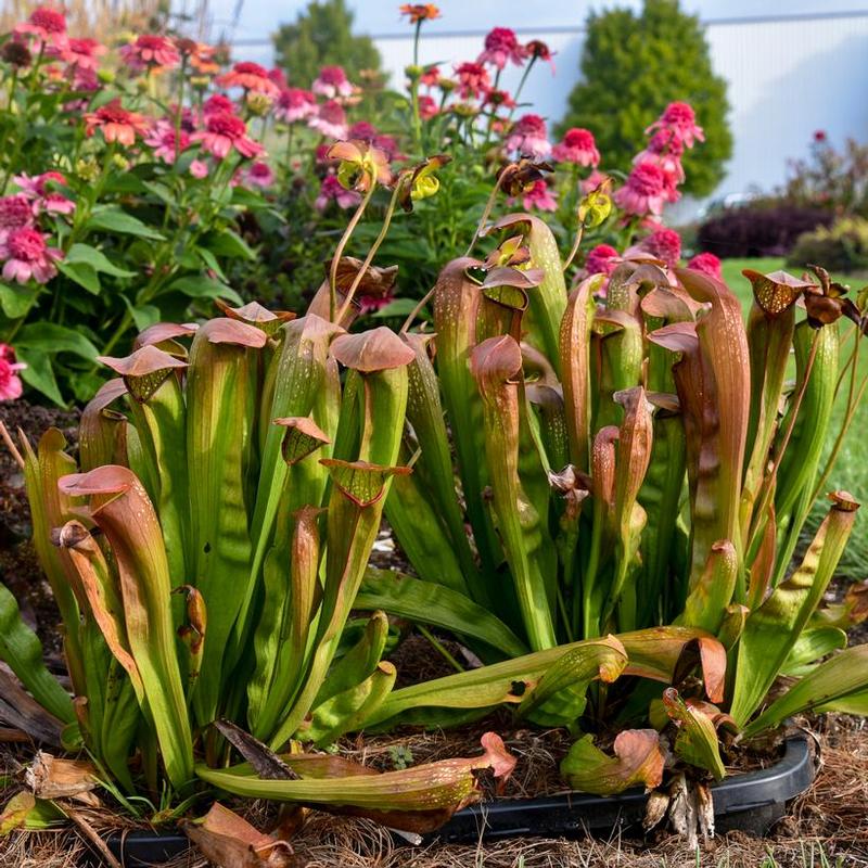 Sarracenia Bug Bat