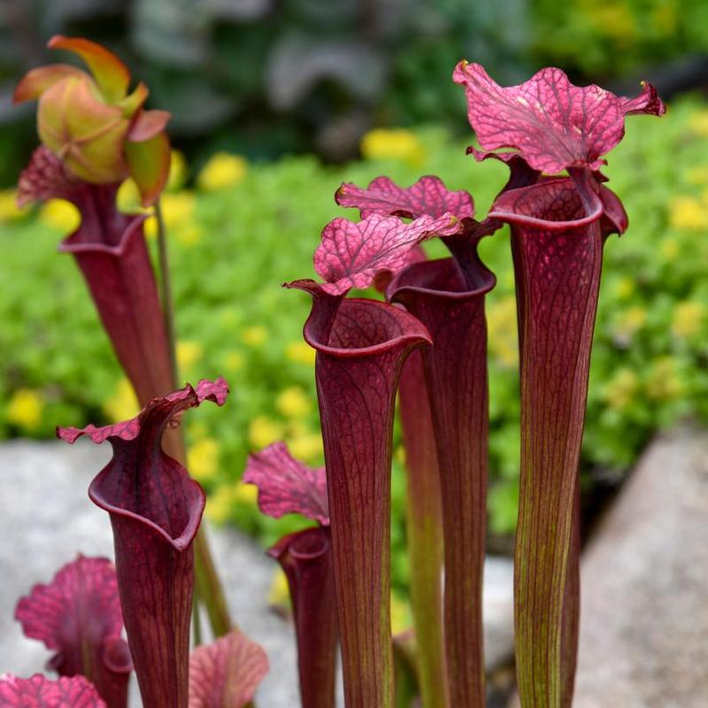 Sarracenia Conversation Piece