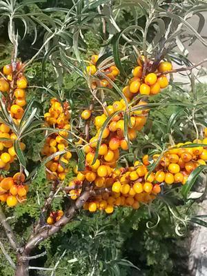 Hippophae rhamnoides Leikora