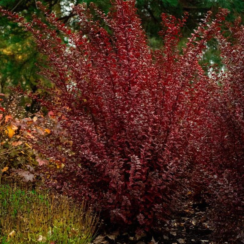 Physocarpus AuntieB