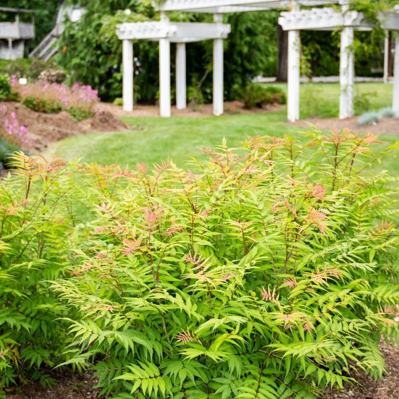 Sorbaria sorbifolia Bococot