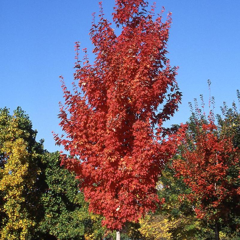 Acer saccharum Endowment