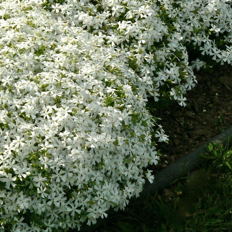 Phlox subulata White Delight