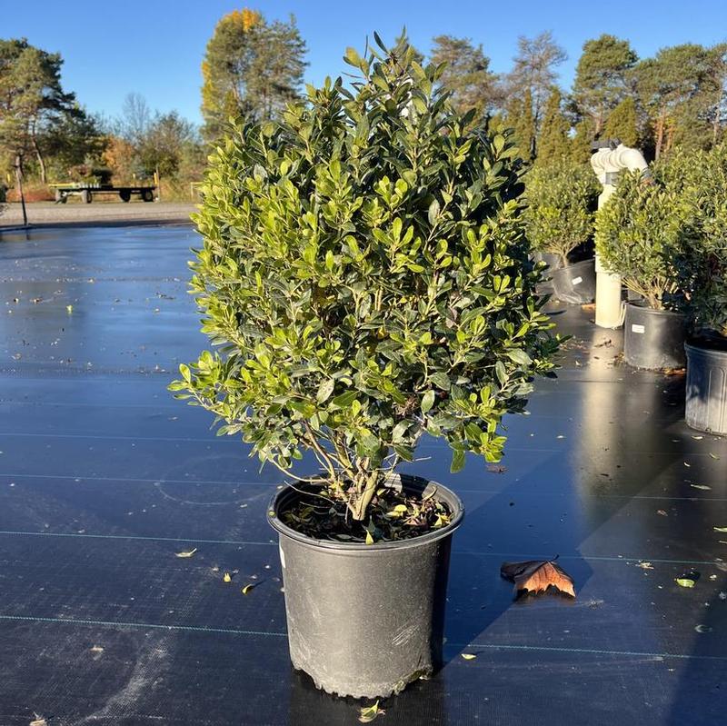 Ilex glabra Densa