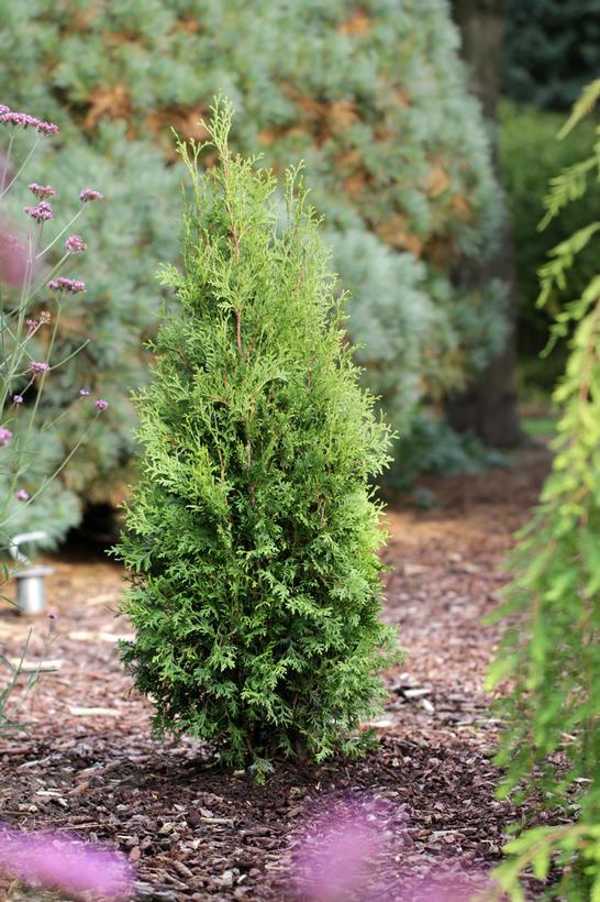 Thuja occidentalis Bloomin' Easy® King of Brabant