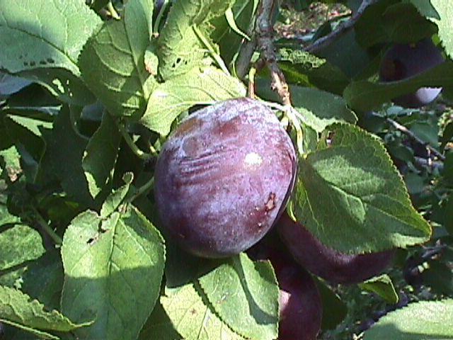 Plum Vanette™