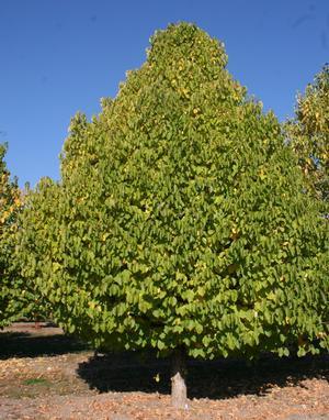 Corylus colurna 