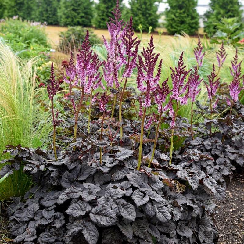 Astilbe x Dark Side of the Moon