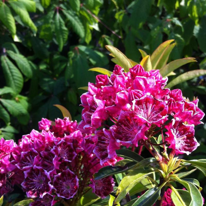 Kalmia latifolia Olympic Fire