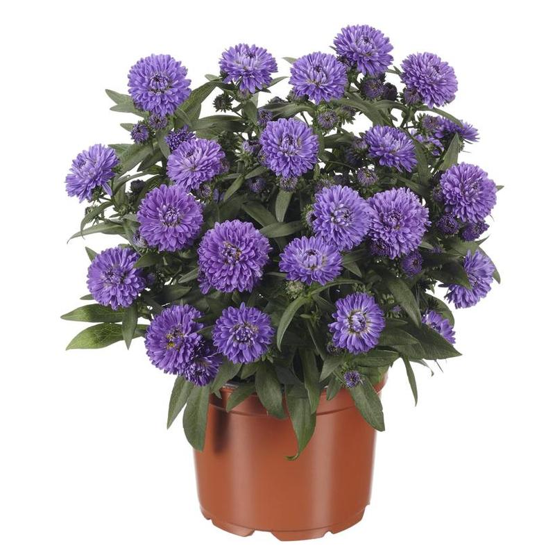 Aster novi-belgii Showmakers® Showmakers® Blue Bayou