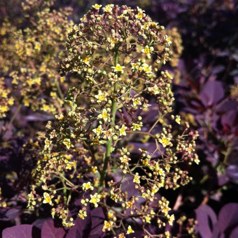 Cotinus coggygria Royal Purple