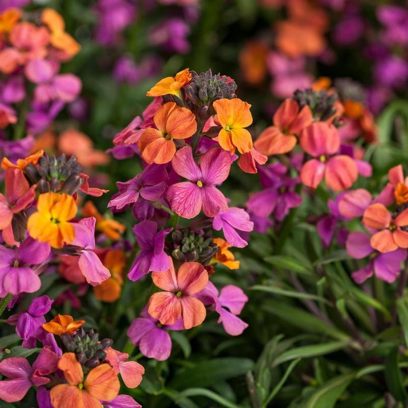 Erysimum linifolium Erysistible™ Erysistible™ Bronze Rose