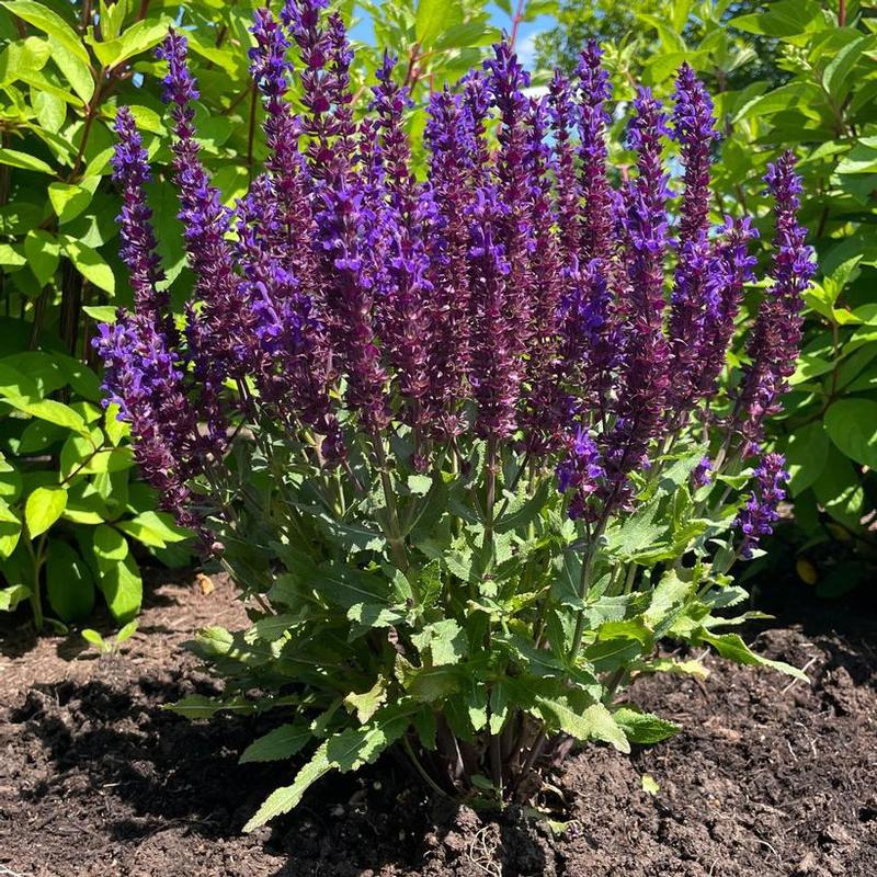 Salvia nemorosa Perpetual Purple™