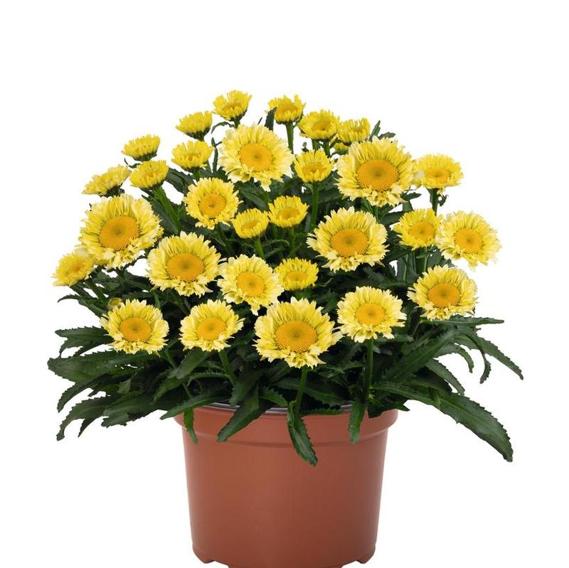 Leucanthemum maximum Sweet Daisy® Sweet Daisy® Izabel