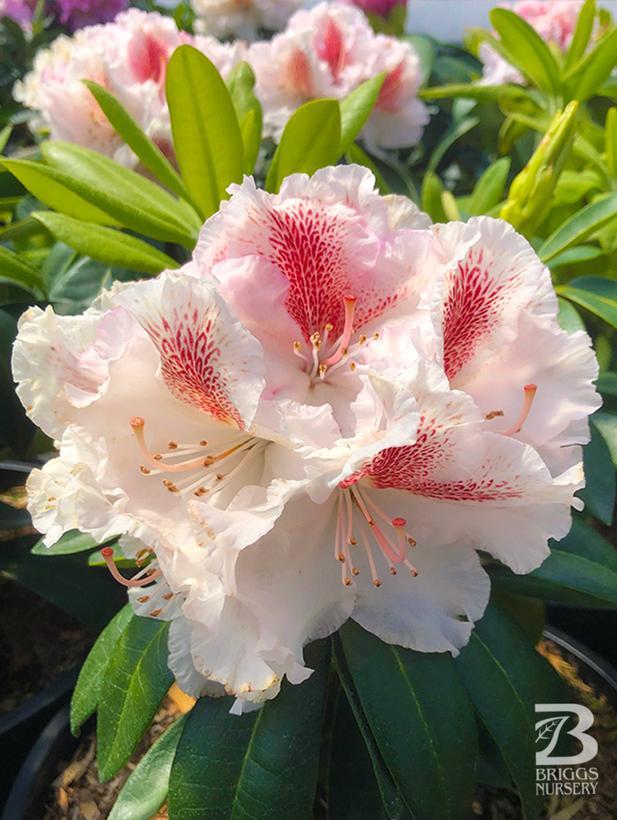 Rhododendron Holden's series HoldenRhodo201
