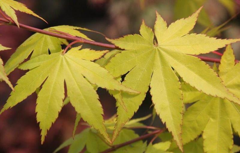 Acer palmatum Summer Gold