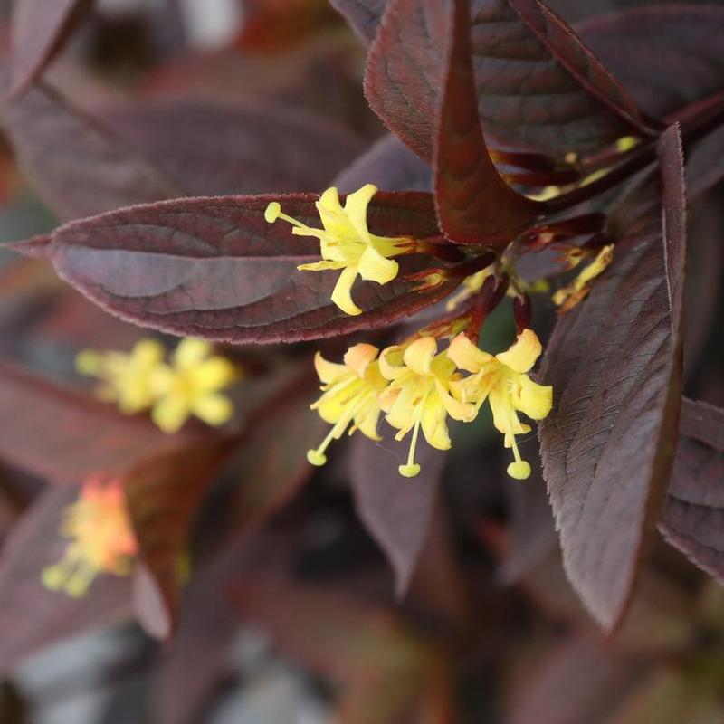 Diervilla x Kodiak&reg; SMNDSN