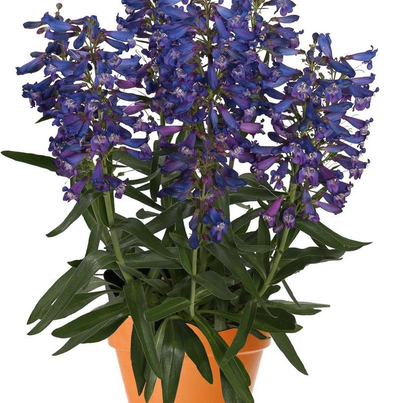 Penstemon barbatus Pristine Blue