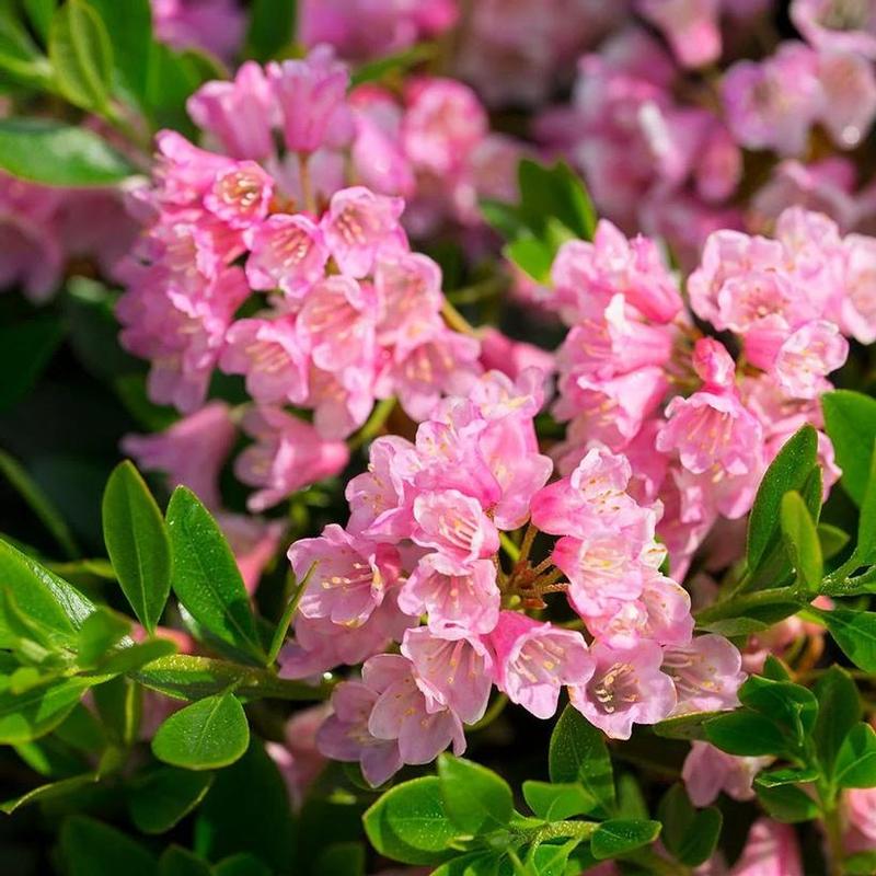 Rhododendron x Microhirs 9