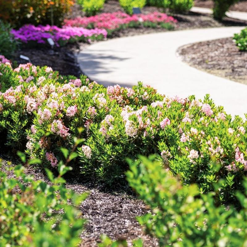 Rhododendron x Microhirs 3