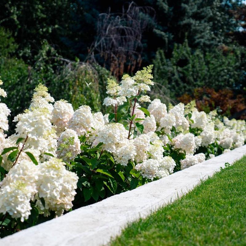 Hydrangea paniculata Bokomabou