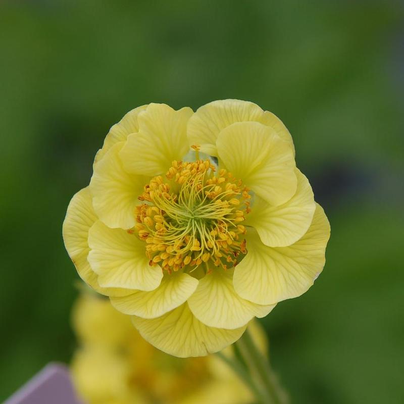 Geum x Cocktail™ Banana Daiquiri