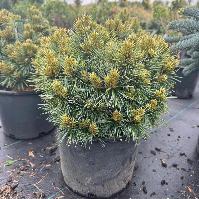 Pinus koraiensis Blue Ball