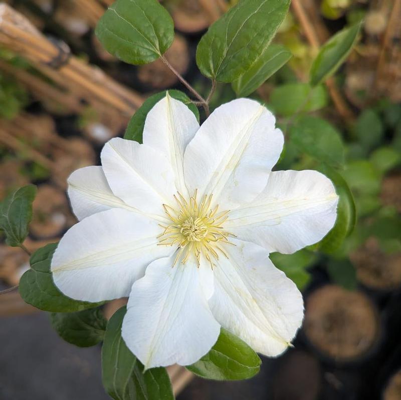 Clematis Toki