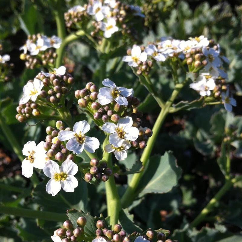 Crambe maritima 